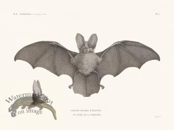 Bats of the World 06